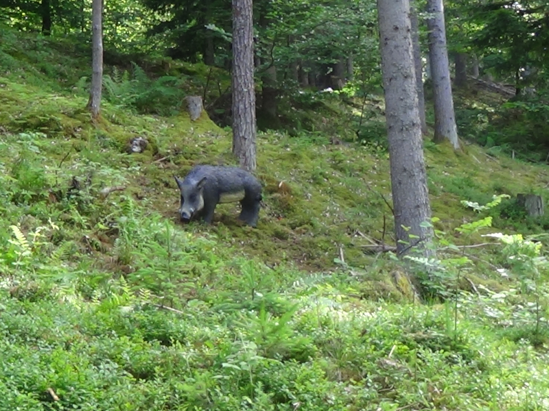 Wildschwein im 3D-Bogenparcours